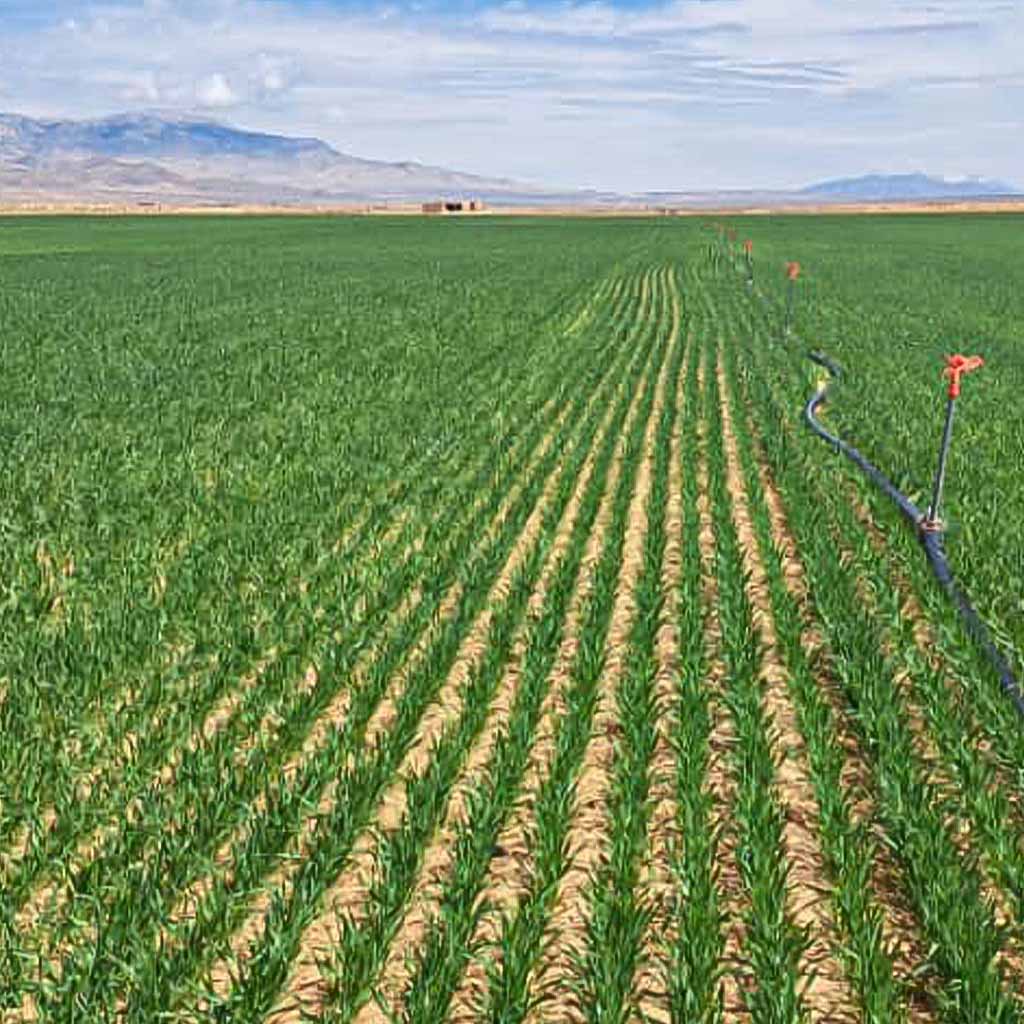 راهکارهای افزایش بهره‌وری در کشاورزی نوین 1404